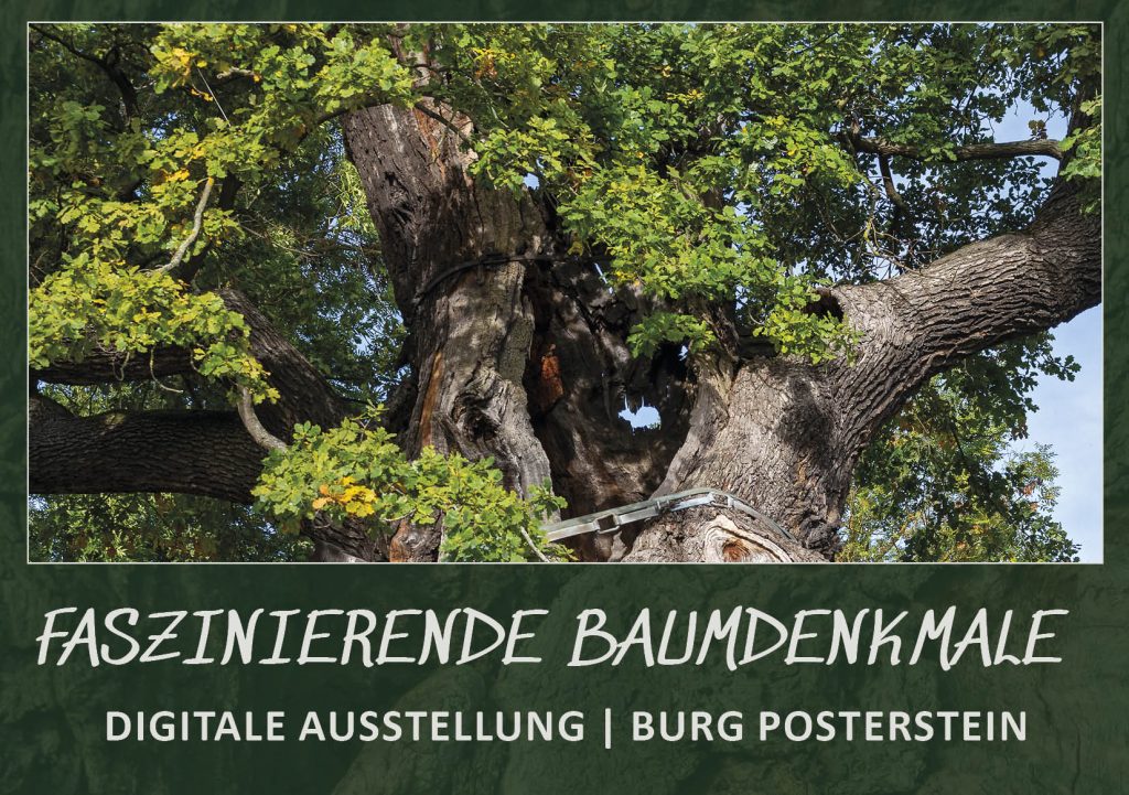 Banner Online-Ausstellung "Faszinierende Baumdenkmale" mit einem Detail der 1000-jährigen Eiche Nöbdenitz
