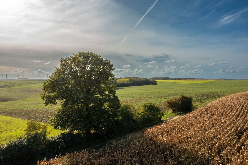die Kriegereiche bei Kummer von oben mit Blick auf Felder und Wiesen
